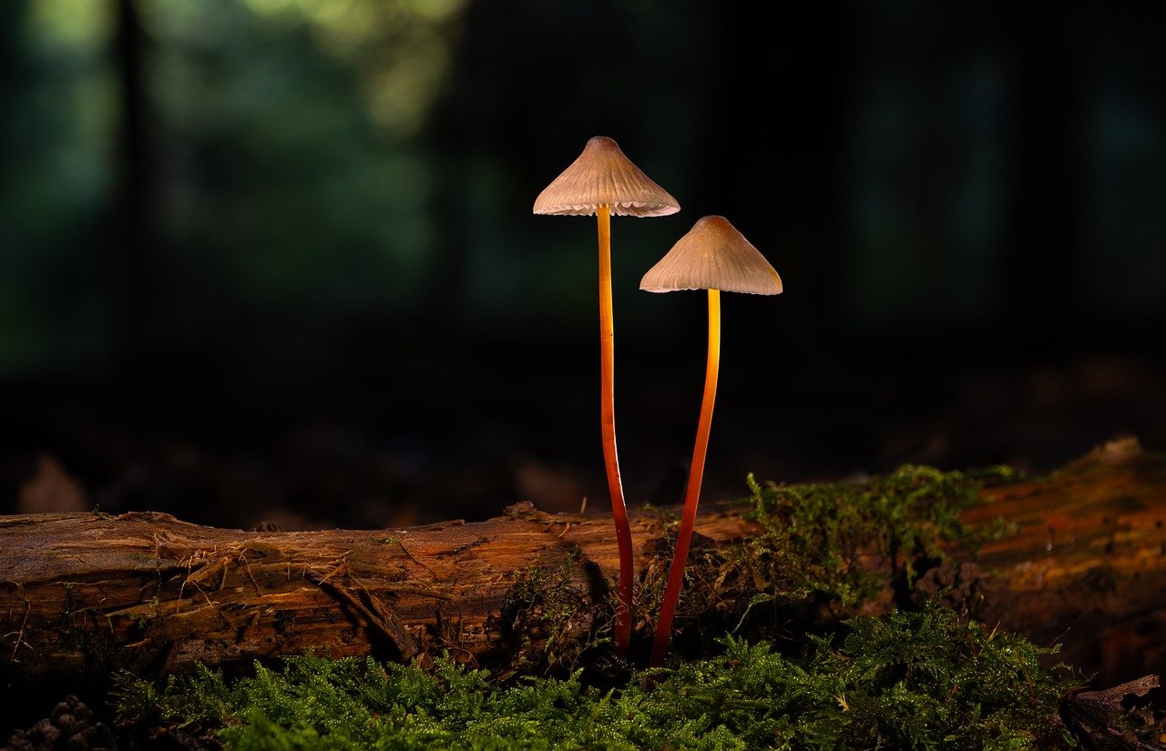 Mond梦都西瓜：闪电传奇怎么注册账号